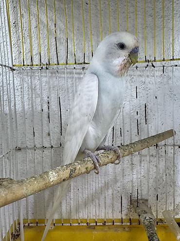 tap az qusar heyvanlar: Hazır cüt Erkəy Maya ve İki sağlam balası ilə birlikdə qəfəs qarışıq — 4
