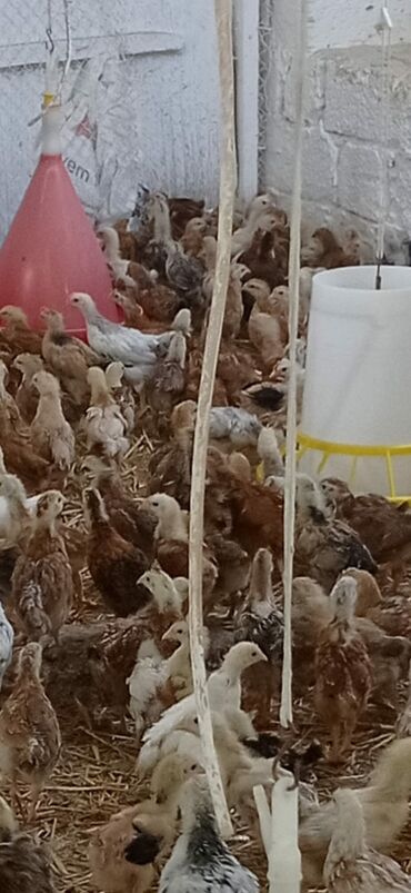 anqut quşu: Çeşitli rənglərdə olan kənd cücələri satılır. Sağlam və aktivdirlər