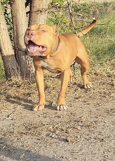 boyuk itlər: Pitbul, 1 il, Erkək, Peyvəndli, Ödənişli çatdırılma, Ünvandan götürmə — 4