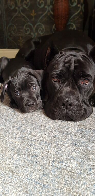 котята в баку бесплатно: Kane-Korso, 2 ay, Erkek, Peyvəndli, Ödənişli çatdırılma