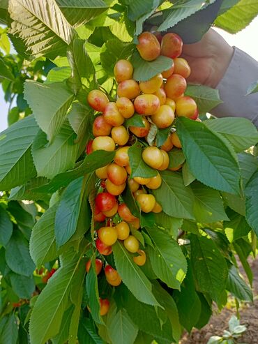 Tinglər: Telman Tingçilik – meyvə və ağac tingləri QEYD. şekildeki meyveler — 3