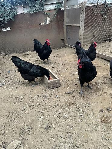 ucuz quslar: Alman uzunquyruq orginal Avstrolorp mayalı yumurtaları satılır. 1ədədi — 2