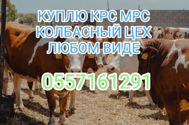 продам тюки: Сатып алам | Уйлар, букалар, Жылкылар, аттар | Күнү-түнү, Бардык шартта, Союлган