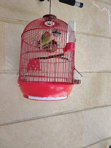 Зоотовары: Məhsul: Qırmızı asma quş qəfəsi aksesuarlar, 1 cut popuqaylar lovebird — 1