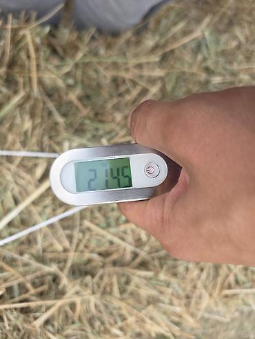 коровы с теленком: 🌾 Сено после семенника 🌾 Продам сено, после обмолота. кастра Без — 4