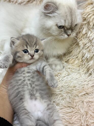 Pişiklər: Dişi, Erkək, Yaxşı əllərə, Ünvandan götürmə -da lalafo.az — 10 Pişiklər: Dişi, Erkək, Yaxşı əllərə, Ünvandan götürmə — 10