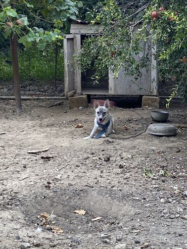 balaca itder: Zvonok, 6 ay, Dişi, Ünvandan götürmə