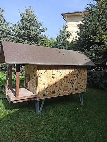 Куры, петухи: Продаю | Куры | Несушки — 7