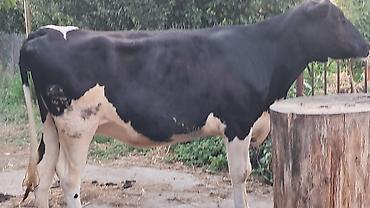 Inəklər, öküzlər: Dişi, Simental, il: 3, 500 kq — 2