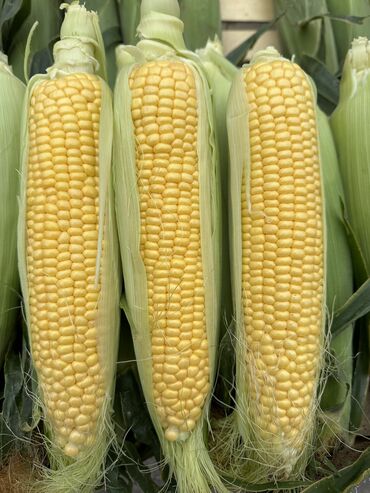 дробленная кукуруза: Кукуруза сорт драйвер сладкий оптом в розницу достовка по городу