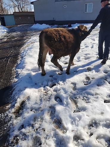 Коровы, быки: Продаю | Бык (самец) | Полукровка | На откорм — 24