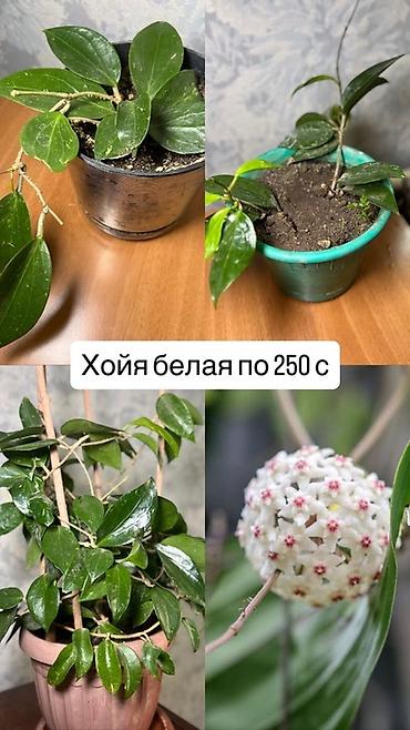 Хойи: Комнатные растения хойя и алоэ вера. Хойя — укоренённые черенки в — 2