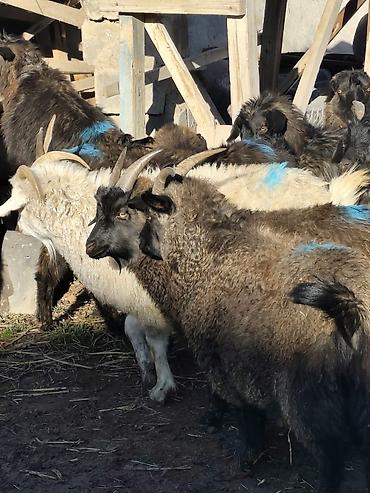 Козы, козлы: Продаю | Коза (самка), Козёл (самец), Козлёнок — 4