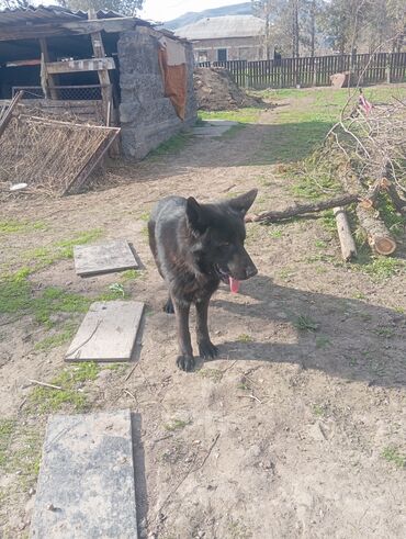 доска объявлений рыбы: Овчарка, 2 жаш, Ургаачы, Эмделген