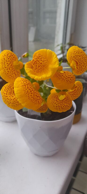 куплю комнатные растения: Цветок Кольцеодеус