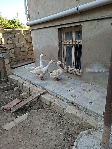 ev satısı: 3 otaqlı, 150 kv. m, Kredit yoxdur — 3