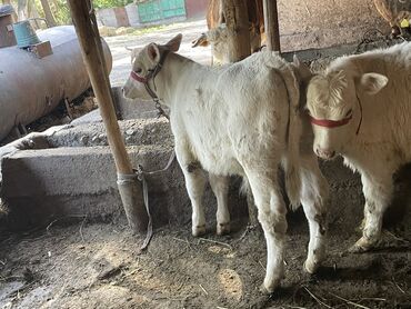 как продать корову срочно: Продаю | Бык (самец), Корова (самка) | Аулиекольская | Для разведения | Искусственник