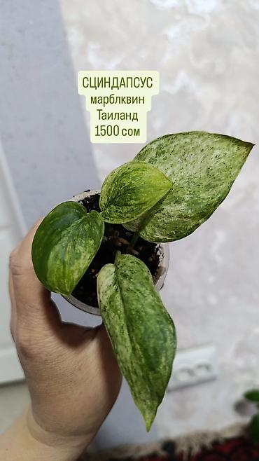 Сингониумы: Распродажа сортовых и редких комнатных растений, цены и названия — 4