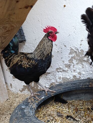 Xoruzlar: Saf qanlı Astralorp xoruzlar cütü 80 azn - Növ: astralorp cinsi — 13