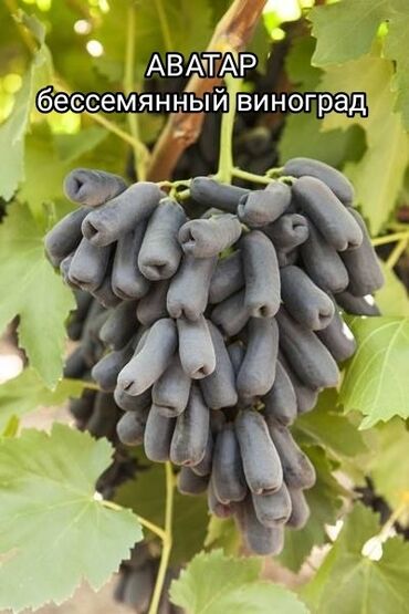 семена лютцерна: Саженцы винограда сорт АВАТАР бессемянный виноград! саженцы в горшоке