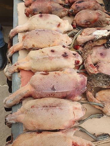 Other bird meat: Qaşqaldağ Bilənlər bilir necə dadlı olur Cəkisi gəlir 500 qram 600 -da lalafo.az — 10 Other bird meat: Qaşqaldağ Bilənlər bilir necə dadlı olur Cəkisi gəlir 500 qram 600 — 10