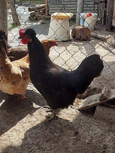 cins qazlar: Toyuq, Yumurtalıq, Ödənişli çatdırılma, Ünvandan götürmə — 8