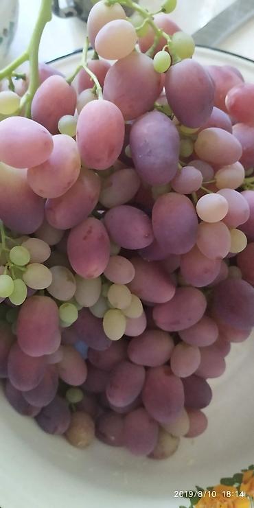 Виноград: Продаются саженцы. Сорт супер вкусного и большого винограда. Ризомат — 14
