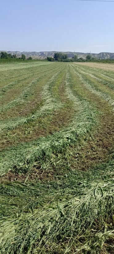 Torpaq sahələrinin satışı: 243 sot, Kənd təsərrüfatı, Mülkiyyətçi, Kupça (Çıxarış) — 7