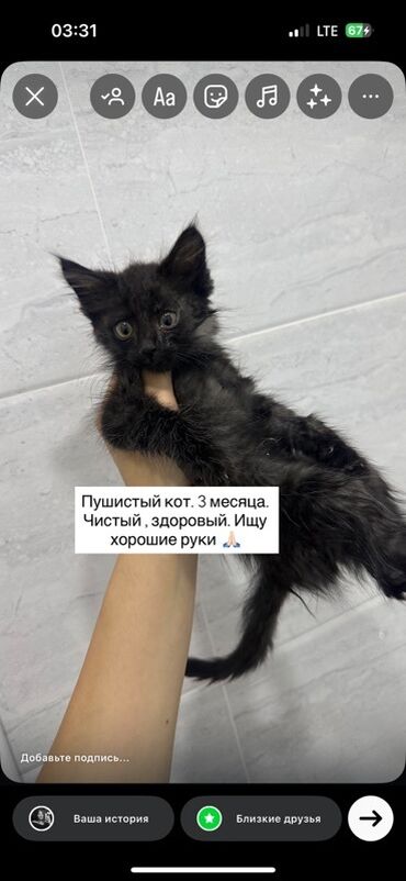 отдам котенка в хорошие руки: 3 месяца, Мальчик