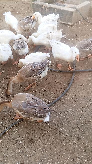heyvan sahibləndirmə: 20eded qaz satılır. Cem 600m . tebıı otla qidalanmış qazlardır. Kım — 1