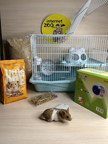 Хомяки: Продаются хомячки джунгарские, сирийские, ангорские пушистые хомячки — 24