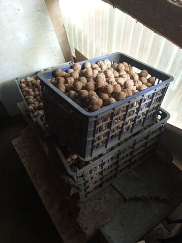 стол с регулировкой высоты бишкек: Продам орехи грецкие at lalafo.kg стол с регулировкой высоты бишкек: Продам орехи грецкие