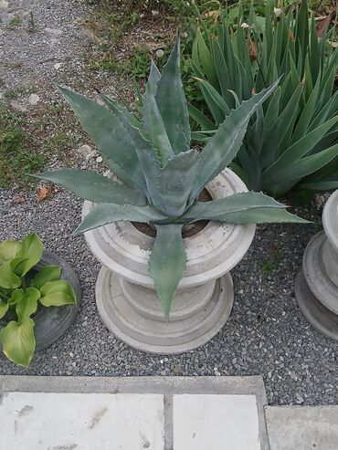 Otaq bitkiləri: Aqava bitkisi adi və decor qablarda(əl iṣi), müxtəlif olçüdə və — 6