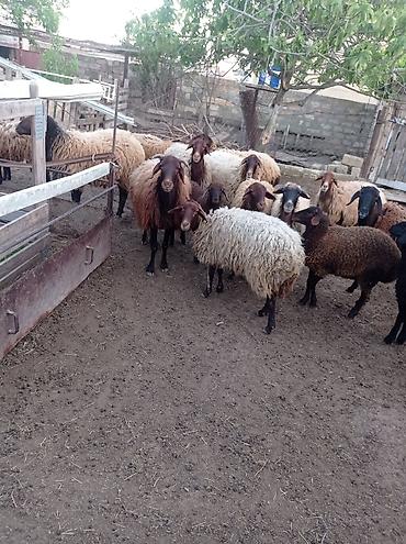 qala cinsi qoyun satilir: Qoyun sürüsü 29 baş – ət və yun istehsalı üçün - Növ: Yerli — 3