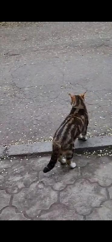 Находка и пропажа кошек: Пропал кот в районе панфилова/жибек-жолу, пропал в сентябре. Кот — 6