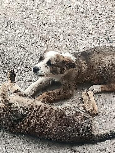 Отдам даром собаку: Собака даром: Дворняжка, 4 месяца, Самка at lalafo.kg — 8 Отдам даром собаку: Собака даром: Дворняжка, 4 месяца, Самка — 8