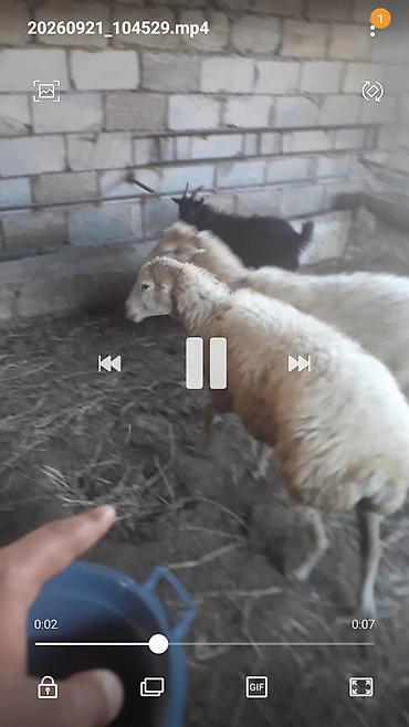 lalafo. az qoyunlarin satisi: 2 qoyun .1 cepis qoyunlar cox ağir qoyunlardı .cepis 130m — 2