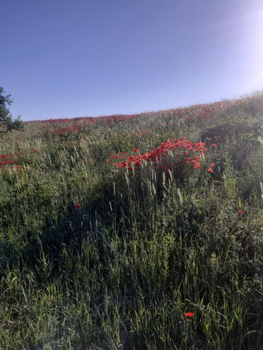 Landşaft işləri: Kupcalı 41 sot torpaq 20 sotda satilir — 24