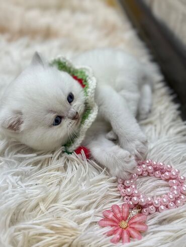 Pişiklər: Dişi, Erkək, Yaxşı əllərə, Ünvandan götürmə -da lalafo.az — 13 Pişiklər: Dişi, Erkək, Yaxşı əllərə, Ünvandan götürmə — 13