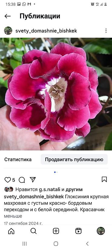 Хлорофитумы: Цветы комнатные для школ и детских садов: лимон дичка размер деревца — 2
