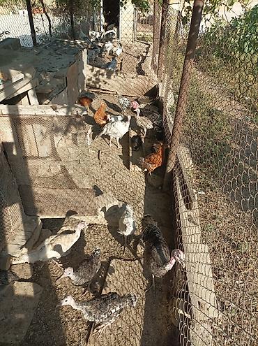 тап аз птицы: Satılır ana hindusqalar 5 dene bala hindusqalar 12 dene cuceler 2 — 7