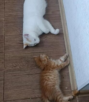 отдам кота я его боюсь: Пропали котики! ВЕРНУВШЕМУ ВОЗНАГРАЖДЕНИЕ Бишкек, около ул