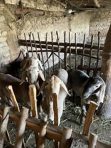 Баран, овца: Продаю | Овца (самка) | Для разведения — 6