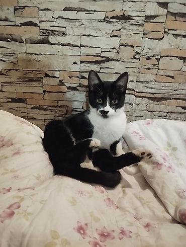 Кошки: Беспородная, 4 месяца, Мальчик, Биколор, Приучена к лотку — 5