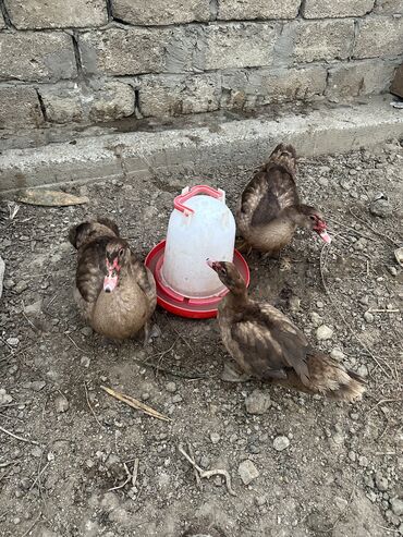 ördək lal: Dişi, | Lal ördək, Damazlıq, Ünvandan götürmə