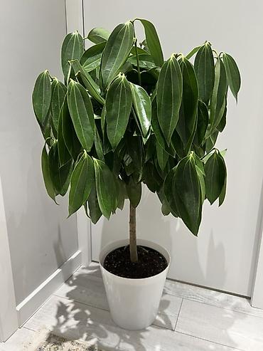 Аглаонемы: Корица дерево в идельном виде Комнатные растения в декоративных кашпо — 1