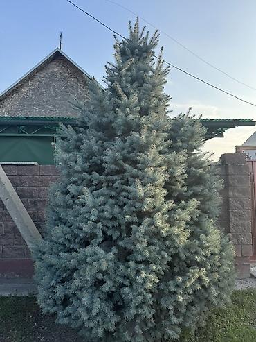 туя голубая ёлка: Голубая ель (вероятно Picea pungens ‘Glauca’): взрослое декоративное — 2