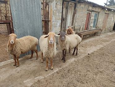 Qoyunlar, qoçlar: Dişi, il: 2 — 10