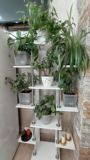 ветродуй для листьев: 🌿 КОМНАТНЫЕ РАСТЕНИЯ, КОТОРЫЕ ПРЕОБРАЗЯТ ВАШ ДОМ! 🌿 Хотите добавить в — 1