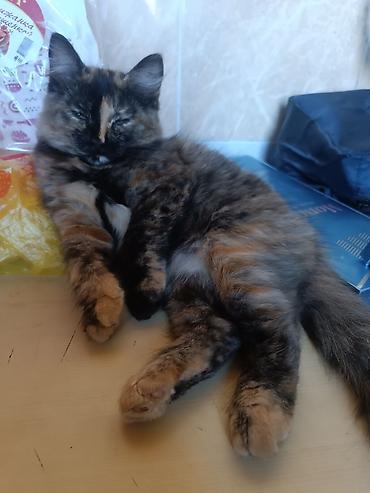 кошка свинкс: Кошка даром: Беспородная, Девочка, Приучена к лотку — 3